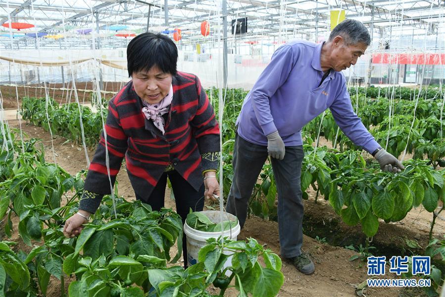 莱西最新招聘信息港，一站式求职招聘服务平台