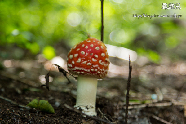 新鲜蘑菇探索指南，采蘑菇最新秘籍揭秘